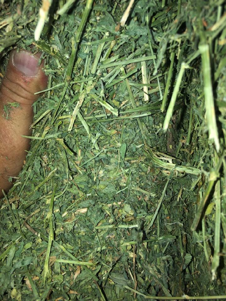 Kevin Zylstra on Twitter "I have access to Alfalfa, Alfalfa & Grass