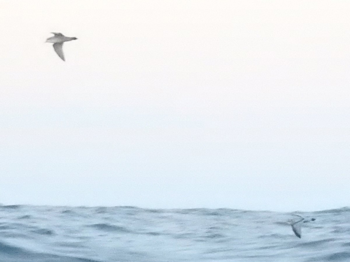 BobbysBirdDex's tweet photo. #617 Fairy Prion (Pachyptila turtur)
Offshore Dunedin #Otago #NewZealand
Two of them, see the cool pattern on the back of one
Blurd of the week!
#birds #birding #birdwatching #birdphotography #naturephotography #birdoftheday #pelagic #blurd #recordshot #BirdsSeenIn2023 https://t.co/eR0Ut5EDWz