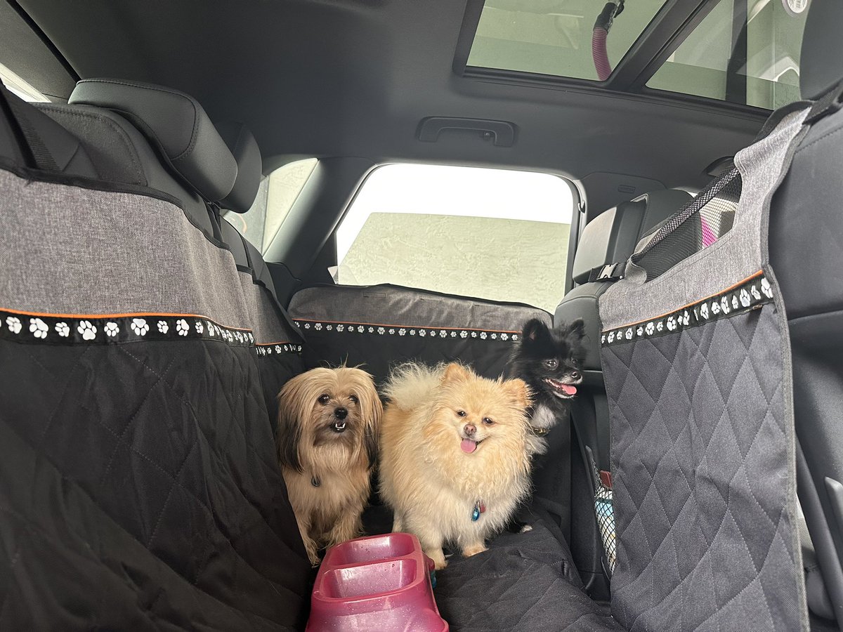 pawmeranian's tweet image. New Blog Post: Let’s talk pet seat covers pt: 1.✨🐾🐩
celebritypawblog.tumblr.com/post/719134330…
#dogblog #petblog #petstore #dogs #pets #petseatcovers #seatcovers ✨