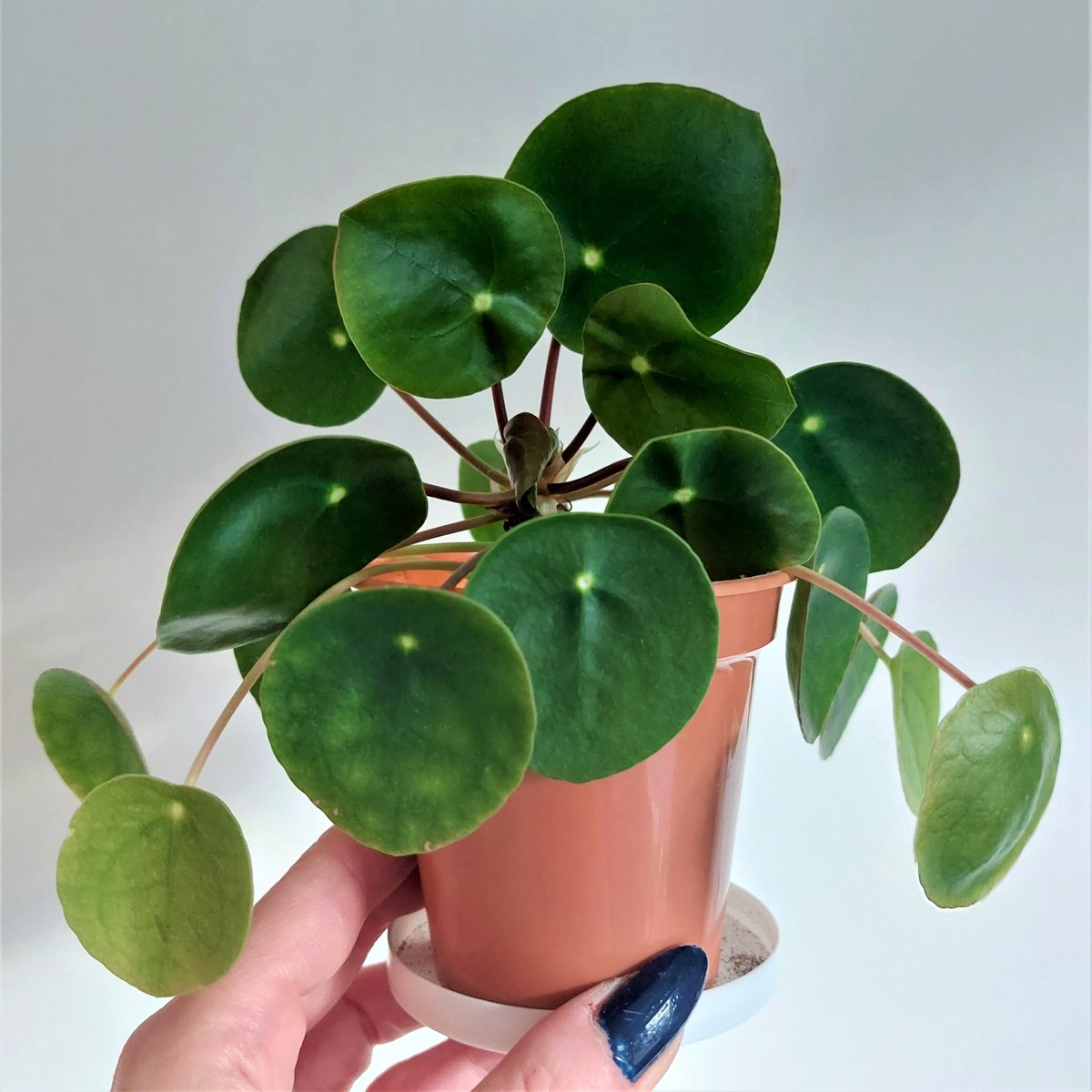 Pilea of the day is little Ivan, who grew out of his momma’s pot drainage hole! #pilea #peperomioides #pileapeperomioides #chinesemoneyplant #PlantTwitter #Houseplants