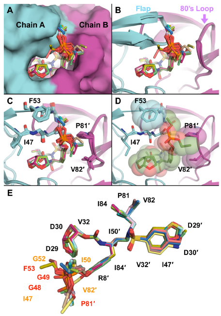 UMassChan_BMB's tweet photo. #newscience alert! Developing drugs for viruses that mutate quickly is a huge challenge, but Dr. Ali has identified new #HIV inhibitors that are effective in highly-mutated viruses and are even more effective than some drugs currently in #clinicaltrials 👀 https://t.co/3U1eqZEgca https://t.co/9KPh2sX3Jp