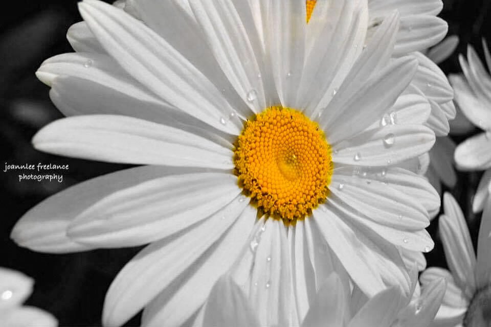 Patiently waiting for my Shasta daisies to appear, got a late start this year because of the cold Spring. Happy
Saturday 🌻#daisies #flowerphotography #natureperfection #photography #PhotographyIsArt #SaturdayVibes