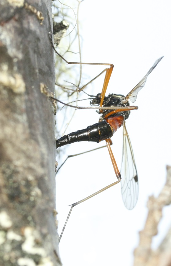 bscgscotland's tweet photo. This cool cranefly  ovipositing in an #Alder snag by the #Spey today (3 June) fits the N. Scarce #Tanyptera atrata  that with such an impressive ovipositor also has the name Giant Sabre Comb-horn 
#RiparianWoodland #SaturdaySurprise
#ACMInsect #RiparianZone #DeadWoodMatters https://t.co/FzP32eXtNN