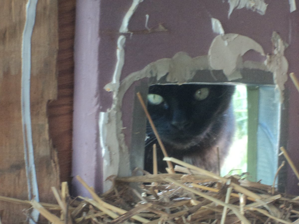 Dee's supervising dinner. #CommunityCats #StrayCats #TNR