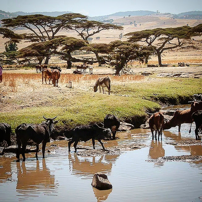 CattleAtRiver Bale #Ethiopia #SustainableJourneys #EthioGuzo Photo by HenningWeymann #travelphotography #ethiopiatravel #ethiopianculture #africanculture #bioddiversity #africannature #travelgram #africatravel #naturetravel #culturephotography #phototrip #trekkingAfrica