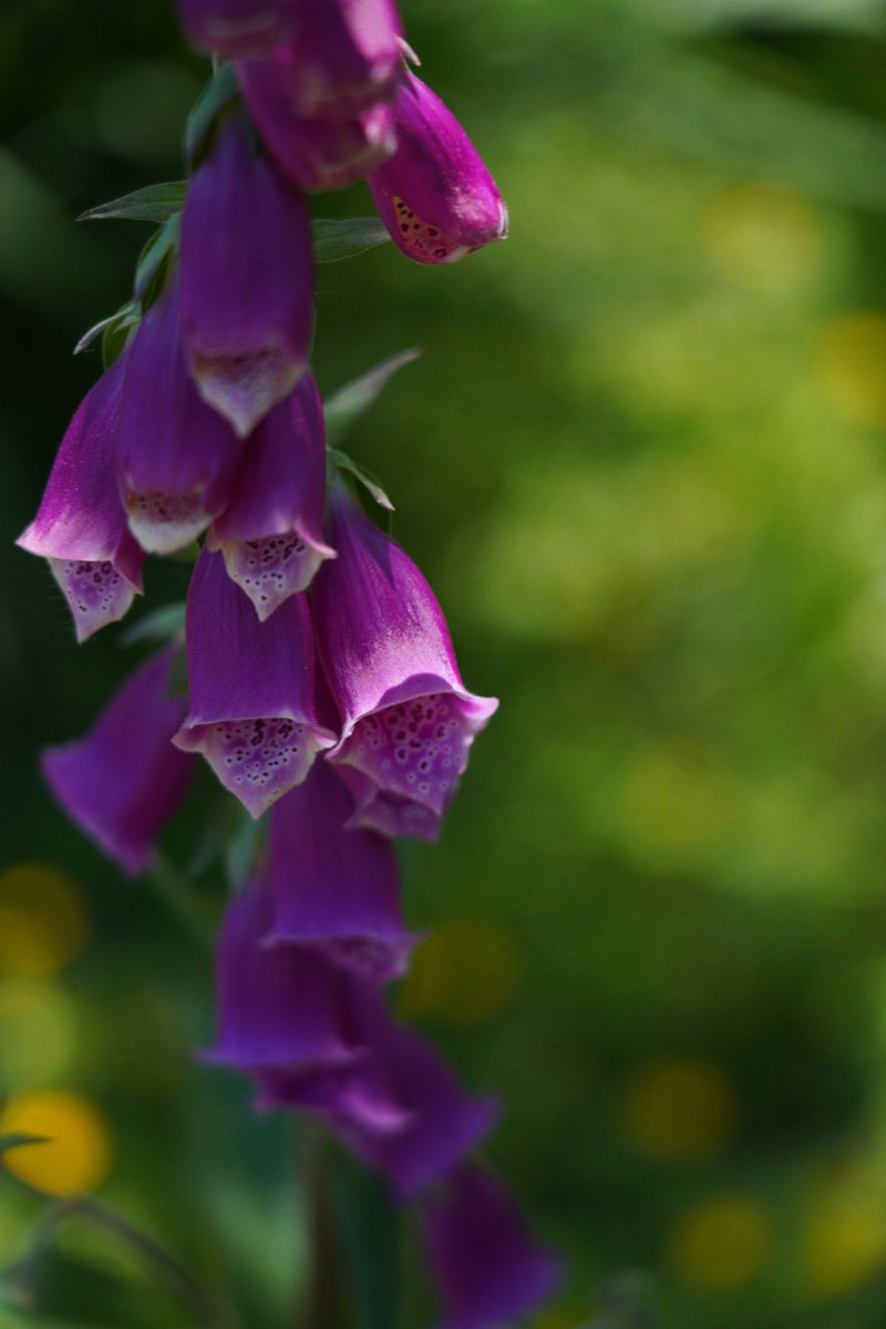 Looking very foxy down by the river today 💫