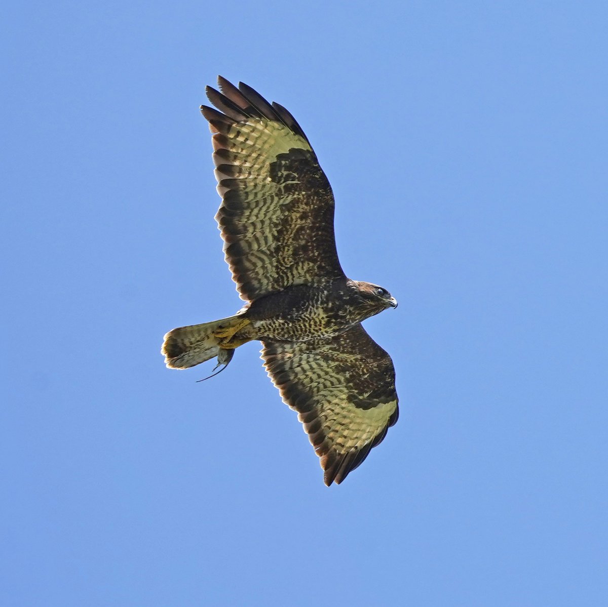 Buzzard and its prey (a rat?) over the house today. Flying back to nest to feed chicks presumably.