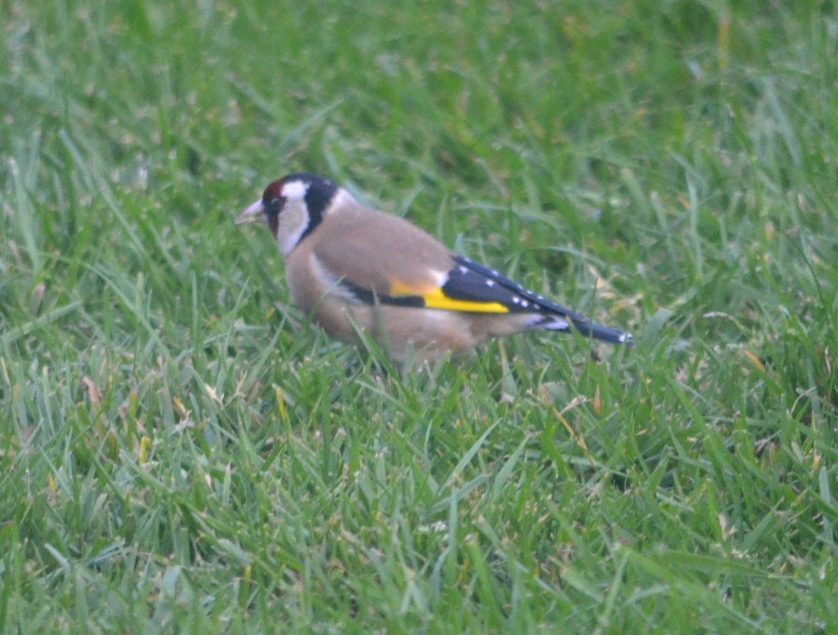 Just seen a GoldFinch (I think) out of my kitchen window. #Ilkley