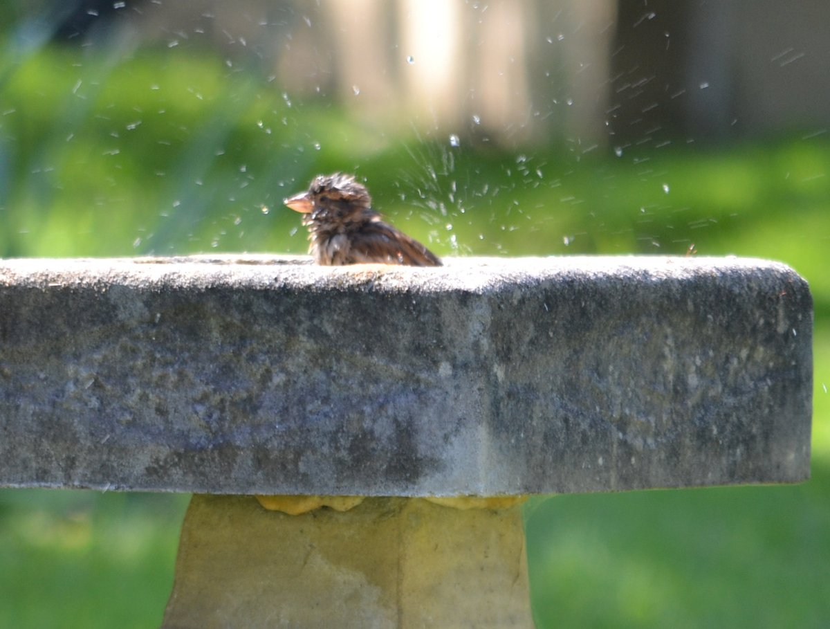 The sparrows are back in the back garden here in #Ilkley this afternoon. Really hot and sunny, so there was a rather scruffy individual having a bath!