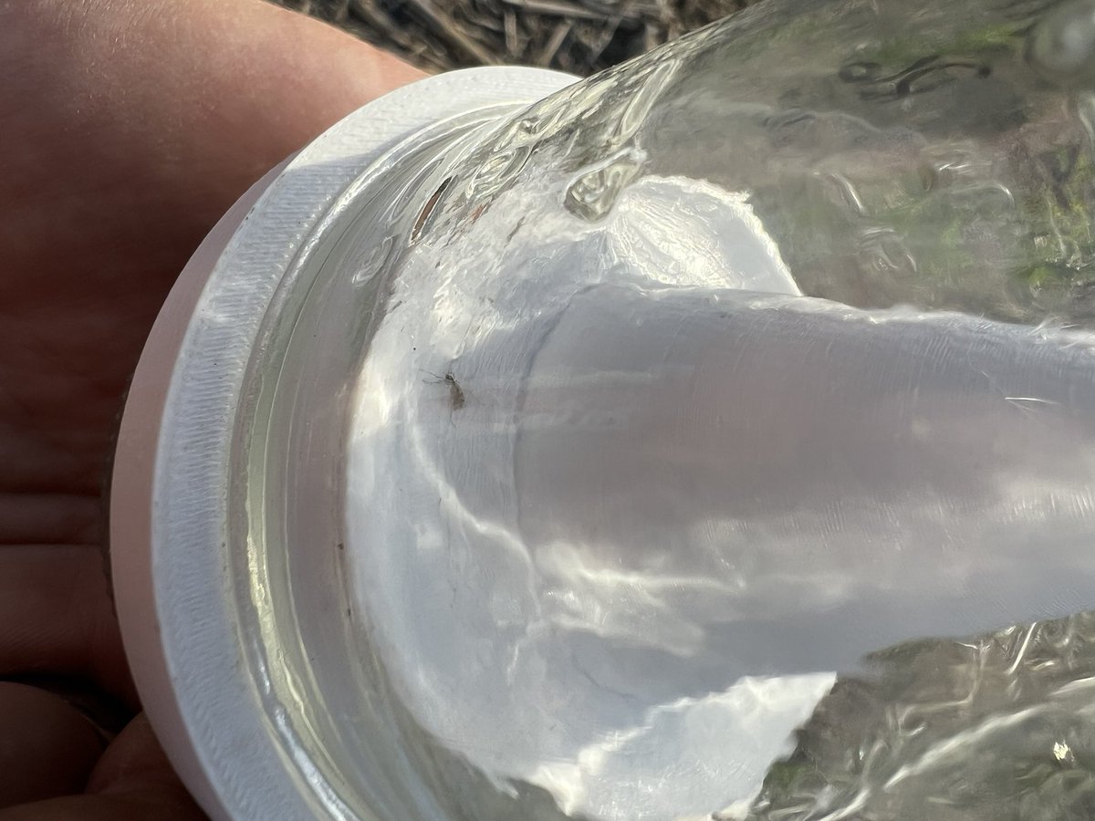 First emergence of #soybeangallmidge occurred this past week on May 31st at <a href="/NebENREEC/">Univ of NE ENREEC</a> near Mead, NE. We haven't seen adult emergence at any other sites in the network. Take a look at the checklist on soybeangallmidge.org to see if action is needed and adult emergence updates.