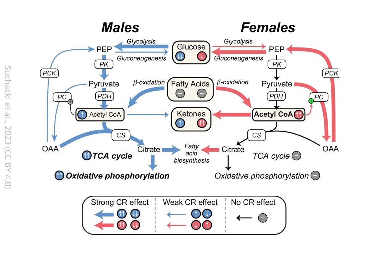 🌡️ April's most-read Medicine paper investigated the different effects of calorie restriction on fat loss and metabolism in males and females of different ages: elifesciences.org/articles/88080…