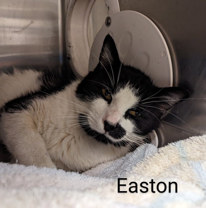 PeterAskin1's tweet photo. Dear "Easton" you are the man
but where oh where is the rescue plan? 
(His half 'stache is cute don't you think)?
This #MariettaGA cat is sweet &amp; in the pink!
So, if you adopt this handsome boy
there'll be no end of all the joy!
Pledge for rescue! URGENT!
https://t.co/seAxKvvXQZ https://t.co/u2XtBVy6Ht