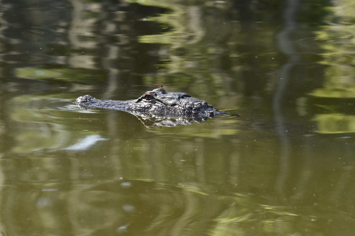 DalethVilleda's tweet photo. Favorite pics taken by @EcoJoe33 at Lake martín LA. https://t.co/5zdIhFiMpo #phdlife #Louisiana https://t.co/Aw6iRi7PFW