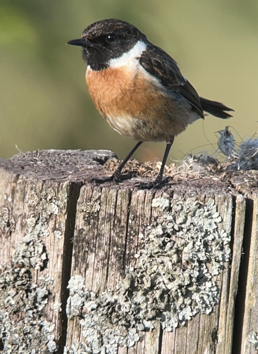 Bit of #lowcarbonbirding this evening with a nice 6 mile walk.   Lovely to see stonechats had bred successfully #digiscope with kowa884 using smartoscope adapter and iPhone 13 mini @KowaOptics