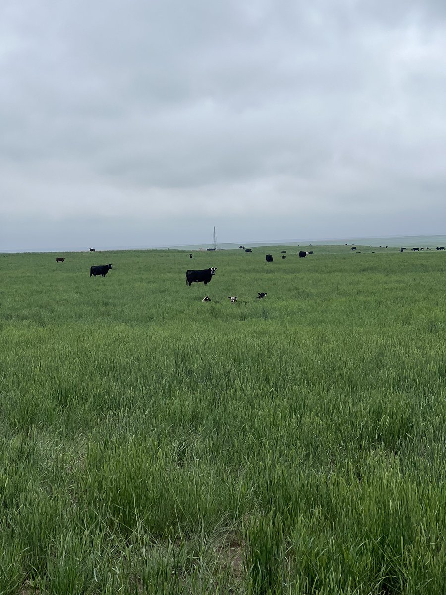 JespersenPD's tweet photo. #pasture2023 https://t.co/aIeXVBWdYR