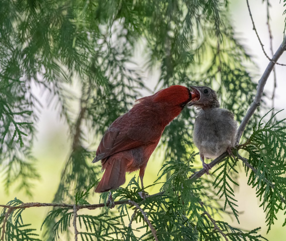 This morning in #ldnont #northerncardinal