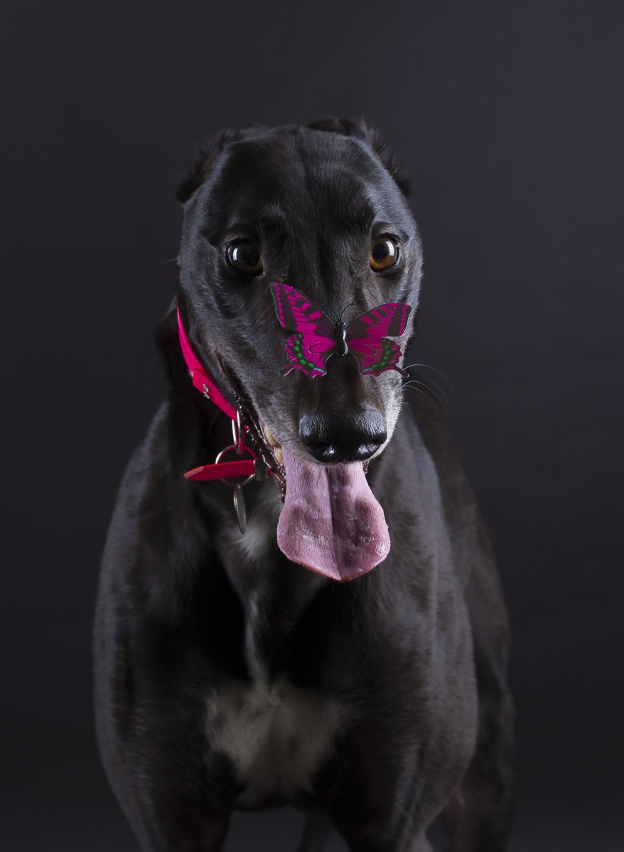 Greyhounds are beautiful dogs. They should run for fun, not for bets #youbettheydie Photo 📸 K Ward Photography