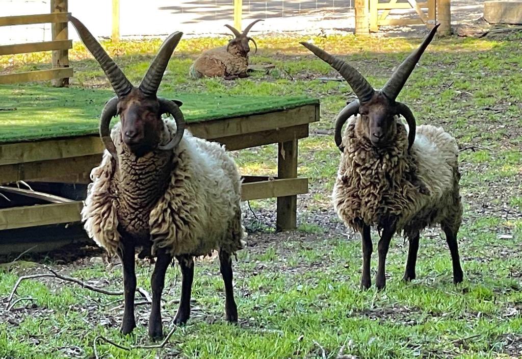 My beautiful boys! My shearling rams are stunning this year, really happy with how they are growing up. Their dads are Erik and Ragnar #manxloaghtan #rarebreed #nativebreed #sheep #farming #isleofman