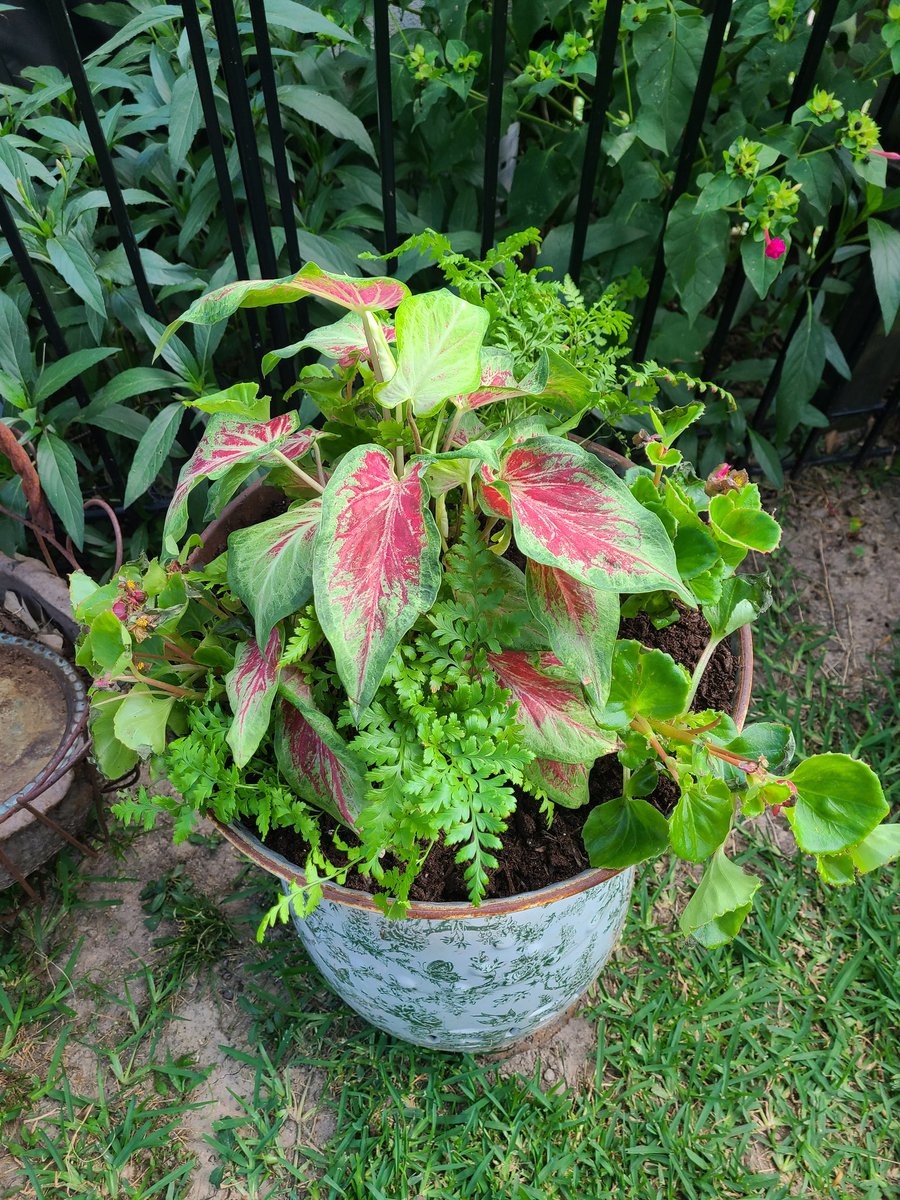 Caladiums begonias and ferns 🥰