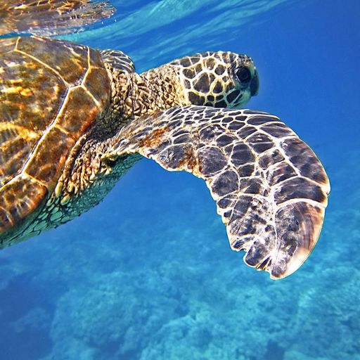 Hawaii is an oasis of clear blue waters that are perfect for snorkeling and scuba diving.
Send me an email at nrogers@rogers.com when you are ready to start planning!