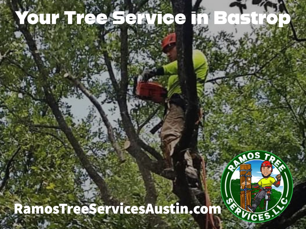 Your Tree Service in Bastrop...  tinyurl.com/2m2scw4e

#TreeRemoval #TreeTrimming #StumpGrinding #LotClearing #EmergencyServices #HaulOffs #Arborist #TreeCare #Landscaping #PropertyMaintenance #TreeService #ProfessionalTreeCare #TreeMaintenance #TreePruning #TreeCutting