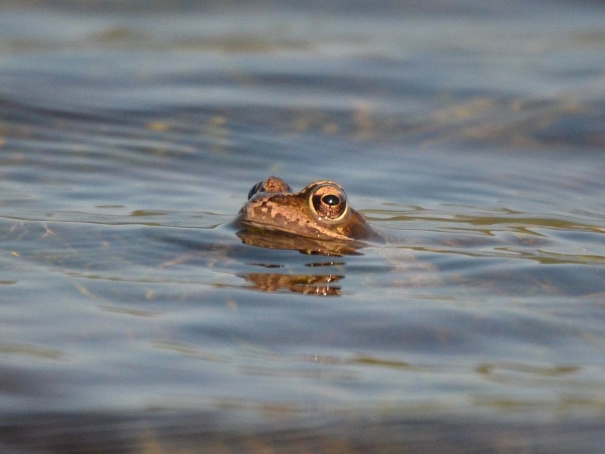 Frog in Gladhouse reservoir 🐸