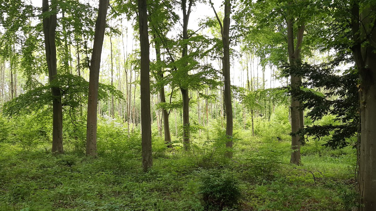 Horsenut Coppice, West Malvern.
#coppice #malvernhillsaonb #woodland #woods #herefordshire #herefordshirecountrylife