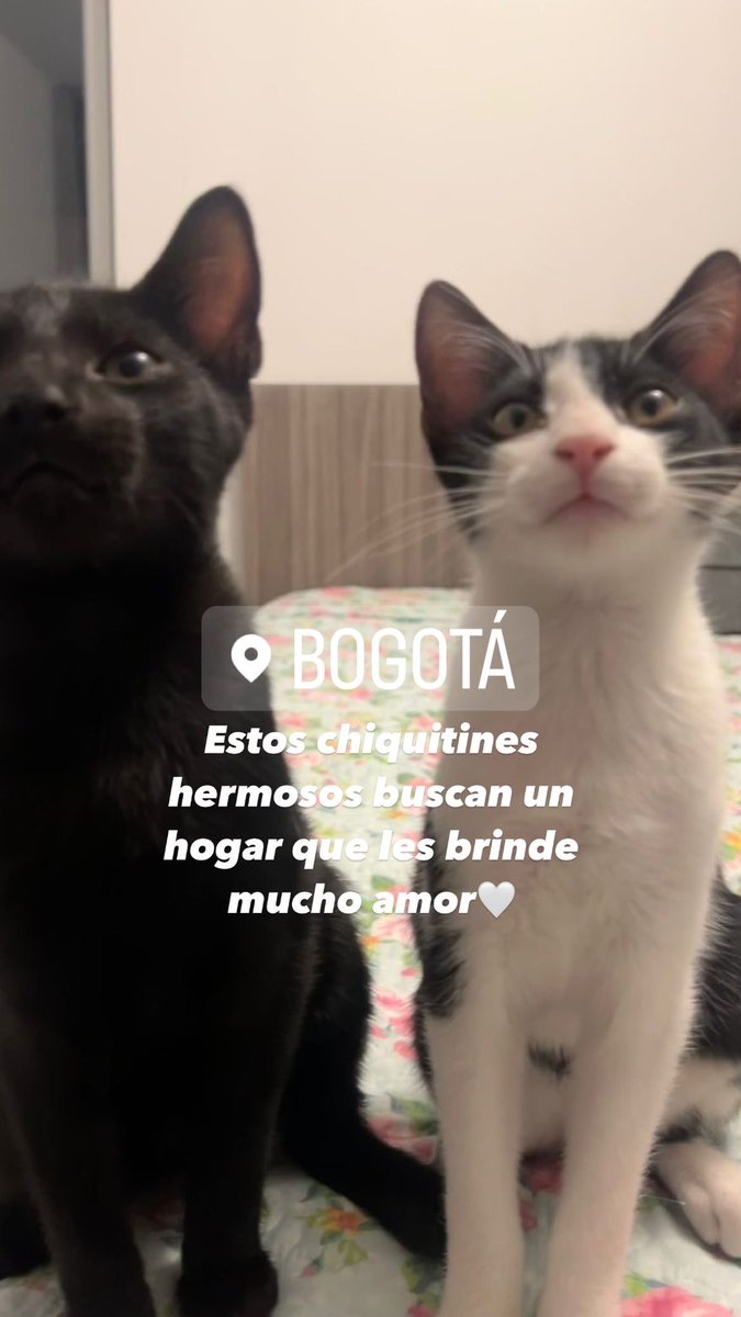 Son hermanos, les gusta estar juntos, tienen 3 meses, si desean adoptarlos o conocen de alguien que quiera hacerlo, pueden contactarse conmigo, los rt también son una gran ayuda para encontrarles un bonito hogar🤍