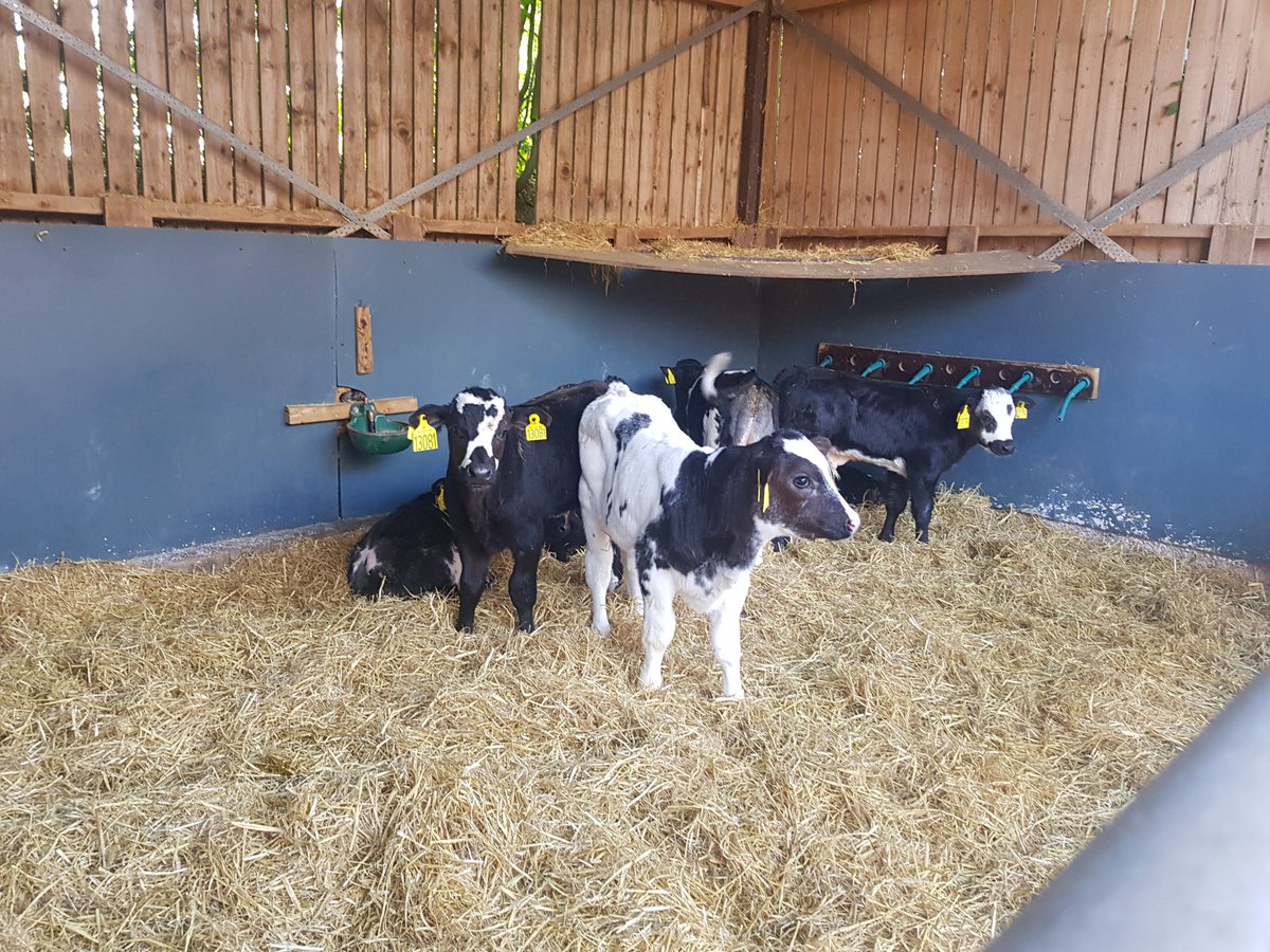 bryanjdaniels's tweet image. Visit a calf to beef farm today. Blue x dairy calves. 450 animals a year. Killed at 9months at 430kg life weight. @NuffieldIreland