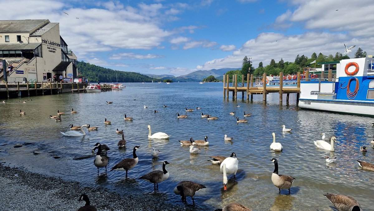 Such a beautiful place <a href="/lakewindermere/">Lake Windermere</a> <a href="/windermere/">Windermere 🏡</a> <a href="/lakedistrictnpa/">Lake District</a> #LakeDistrict #windermere #Ducks