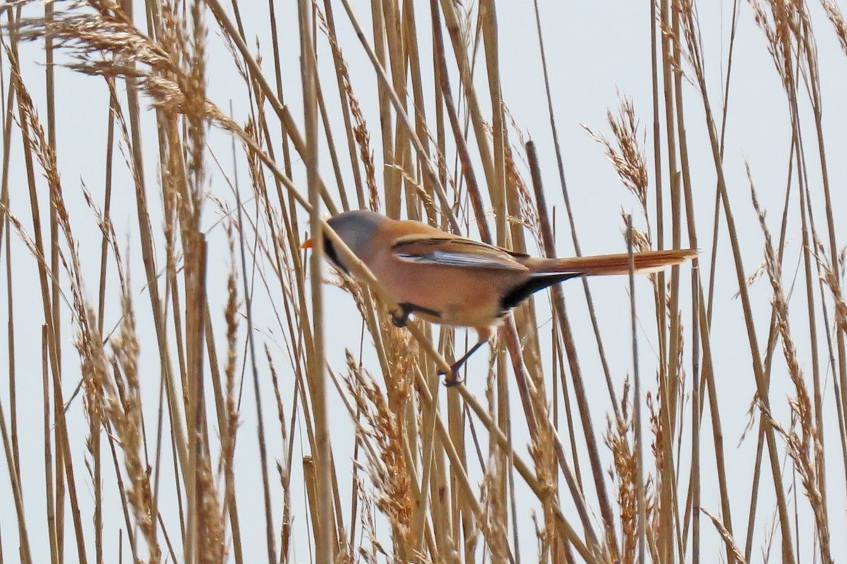 Vogels6's tweet photo. #BirdsSeenin2023
#BAARDMAN (deel 2)
Gezien 22-04-2023 op de Marker Wadden.
@vogelnieuws @waarneming @sovon @Britnatureguide @VroegeVogels @FlevoNieuws
#beardedreedling #panurusbiarmicus https://t.co/pDCLy1chyL