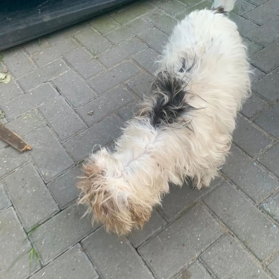 #StrayDog #Found earlier today, 3/6/23 near #FerryviewRoad #Rushenden #Swale #Kent. Chip details not registered. If you know this #dog, please contact OOH Stray Dog Service on 07795 237479. facebook.com/swalestraydogs… #FoundDog #dogsoftwitter #IsleOfSheppey