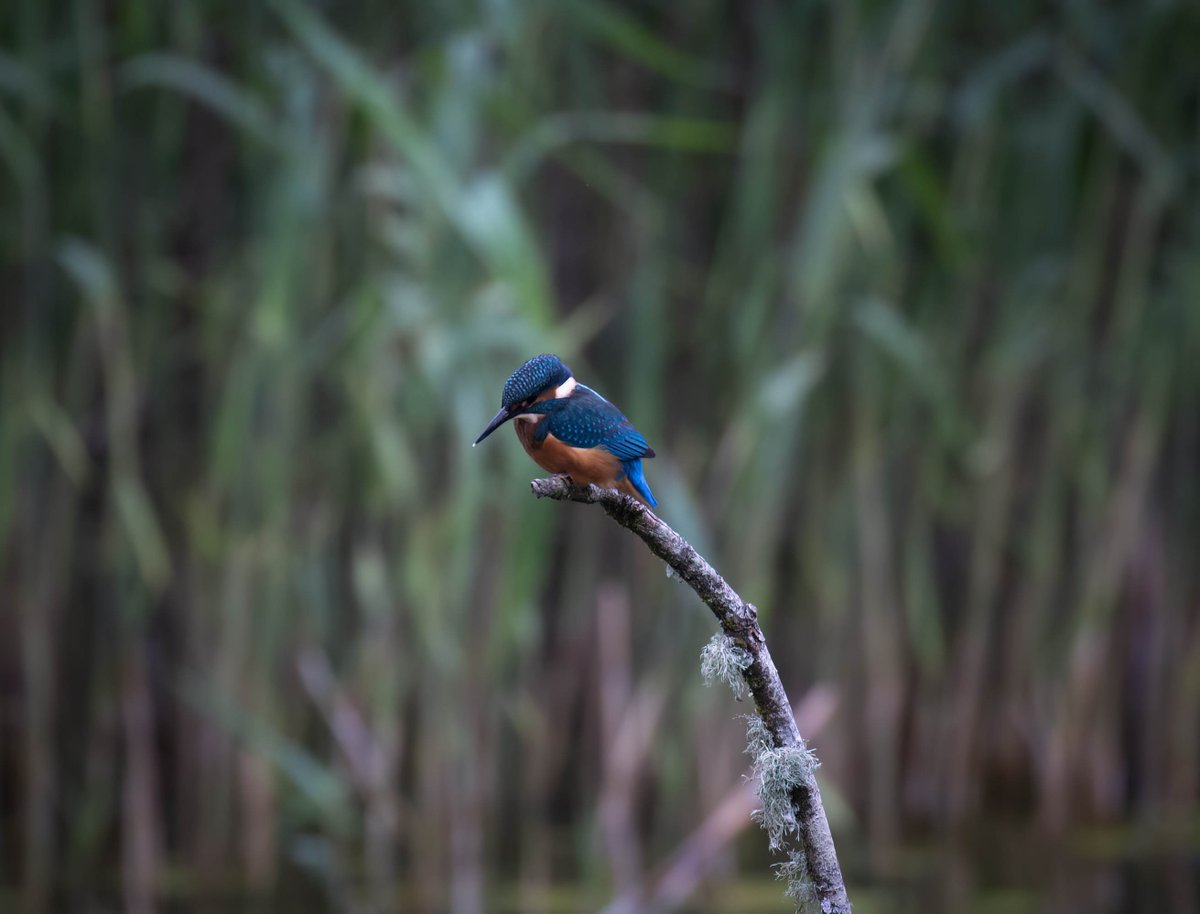A juvenile male Kingfisher @forestfarmuk @wildlife_uk @Birds_UK @BBCSpringwatch @RSPBCymru @BirdsNatTravel #BirdsOfTwitter #birdphotography #birds #TwitterNatureCommunity