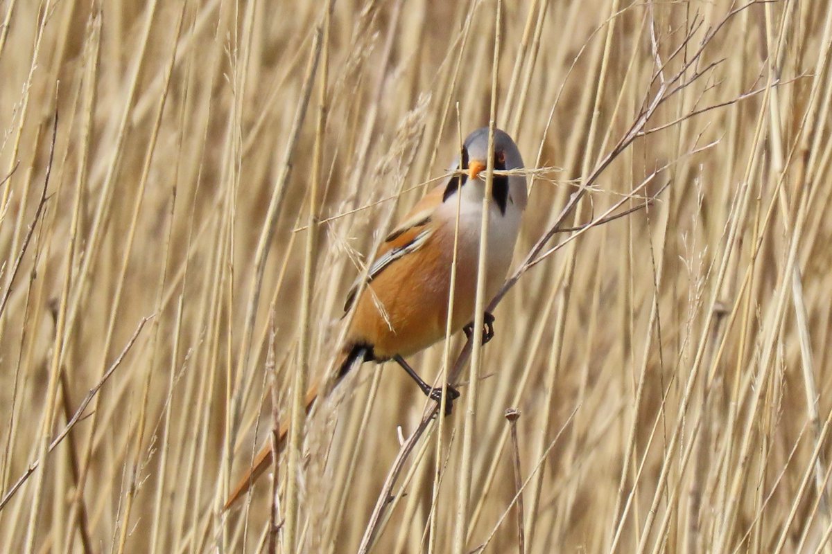 Vogels6's tweet photo. #BirdsSeenin2023
#BAARDMAN (deel 4)
Gezien 22-04-2023 op de Marker Wadden.
@vogelnieuws @waarneming @sovon @Britnatureguide @VroegeVogels @FlevoNieuws
#beardedreedling #panurusbiarmicus https://t.co/JY97MU5RND