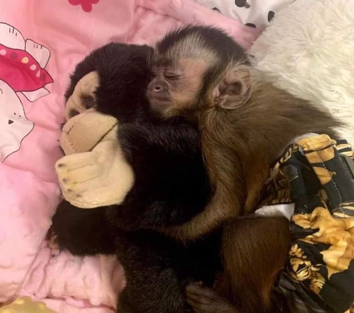 Yo con mi peluche soy ese 💌