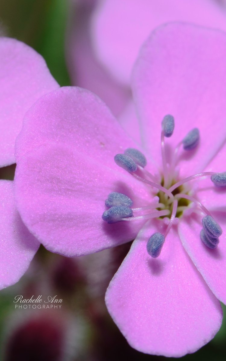 #natureisbeautiful #nature #naturephotography
#fallinlovewithnature #learntolovenature #fallinlovewiththeoutdoors #explorenature #naturelover #embracenature #hiking #springhiking #spring 
#photoging #photography #photographer #macrophotos #macro #nikonphotography