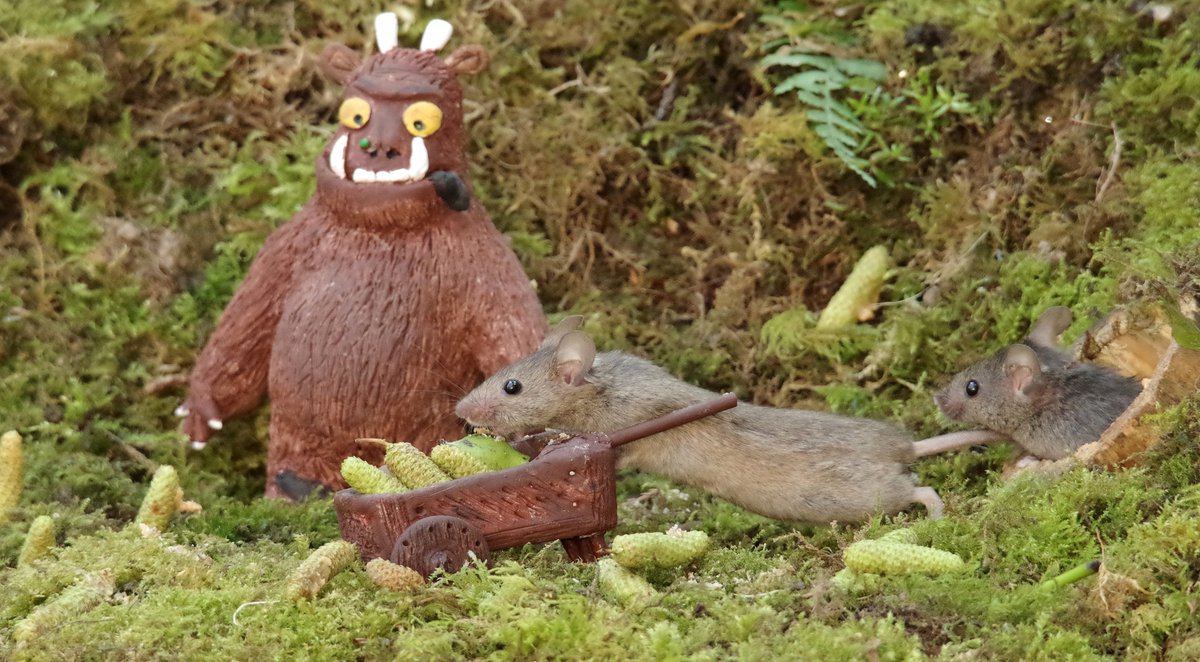 The big scary Gruffalo is making the mice help him steal the harvest of snozzcumbers from the BFG's garden .