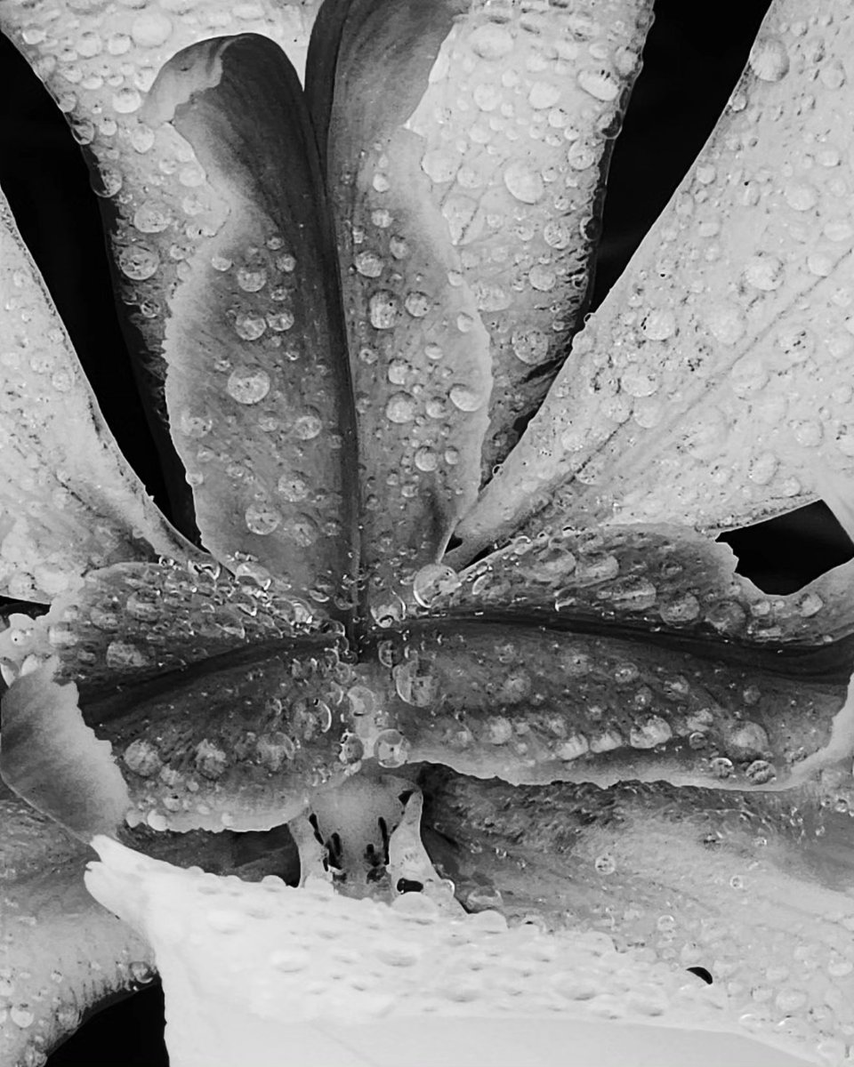 RuvalcabaAurora's tweet photo. #blackandwhitephotography #photography #photooftheday #ThePhotoHour #zenfolio #canonphotography #macrophotography #lensarelive #arigallery #PhotographyIsArt #PHOTOS #PhotographicArt #art https://t.co/3bvgSKphNf