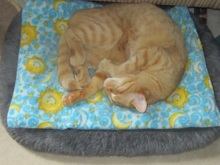 @TheStourbridge Good night, George.
Lucy says, 'I hope you sleep as well as I do on my Happy Sun cushion!'
#Caturday #CatsOfTwitter #CatsOnTwitter #OrangeCats #GingerCats