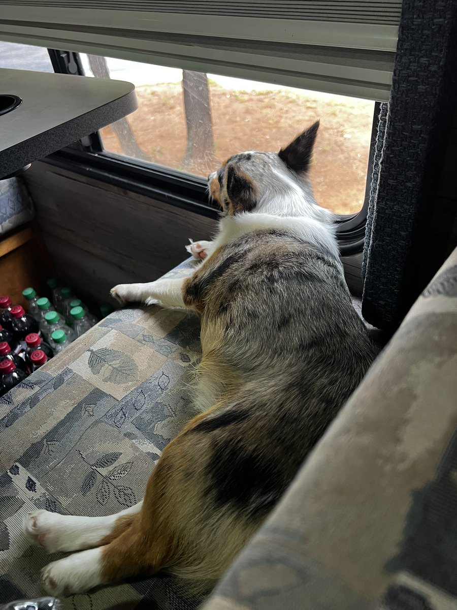 bluedolphin1984's tweet photo. Little Jordi resting up to watch her namesake pitch in the WCWS. @OU_Softball https://t.co/3MEjvTGrmu