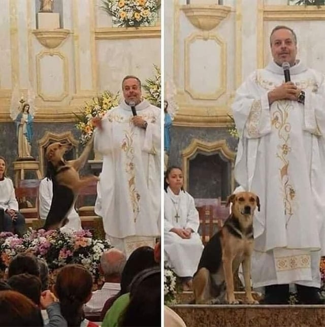 Brazilian priest João Paulo Araujo Gomes, from the Diocese of Caruaru, takes abandoned dogs off the streets, feeds them, bathes them, and then presents a dog to each mass, to be adopted. Dozens of stray dogs already have a home thanks to the priest.