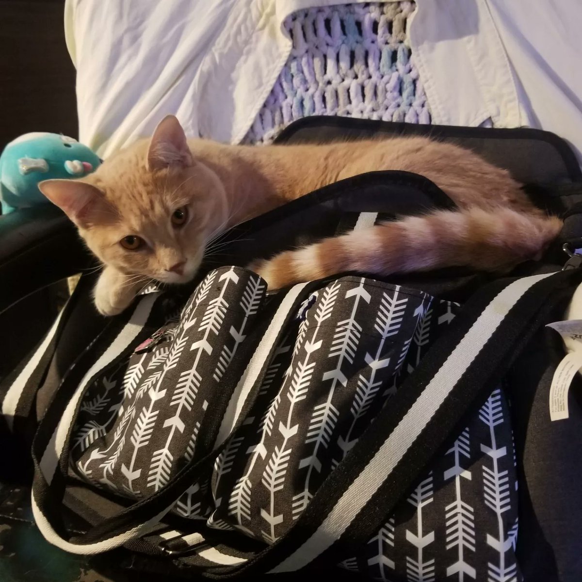 Dr_AcademicMess's tweet photo. If you see this - quote tweet with the last picture of your pet - no cheating https://t.co/yqOsUnNmUB