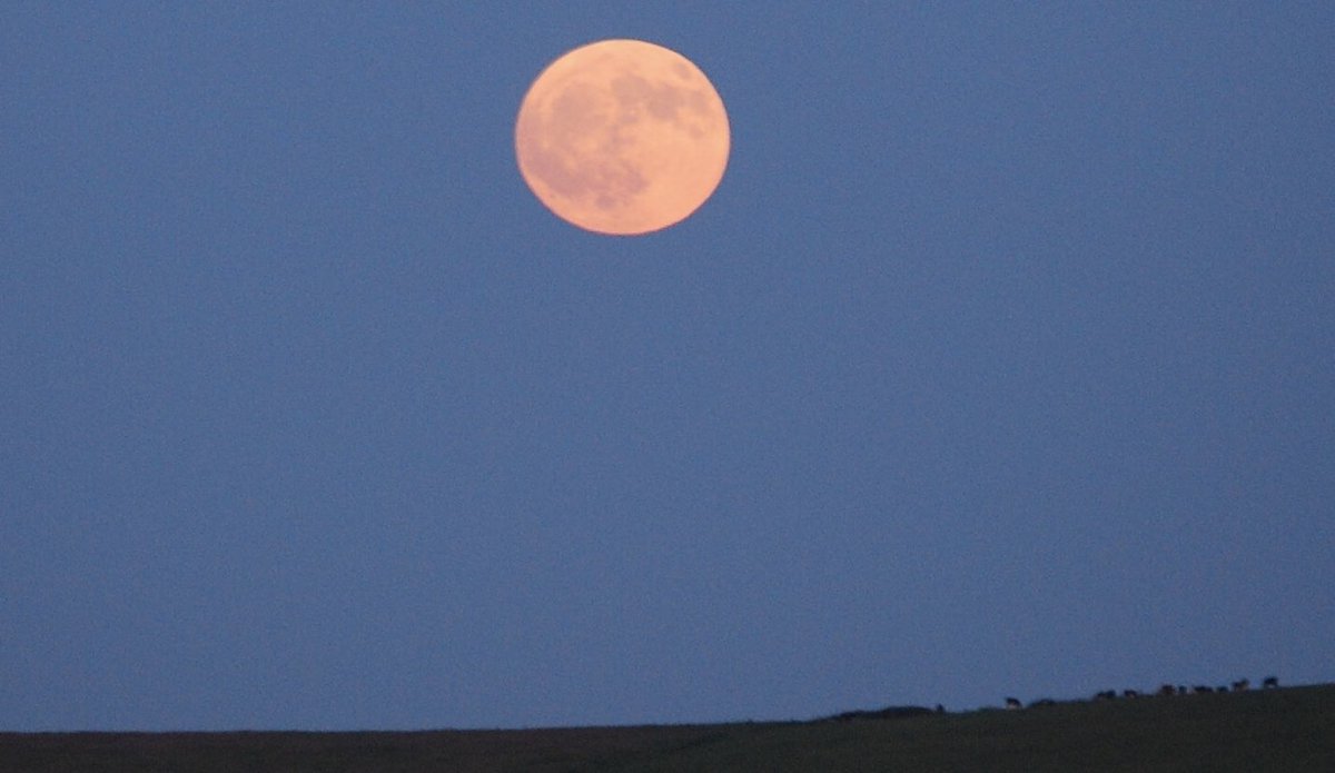 The full #StrawberryMoon rises over #Courtmacsherry Bay as a herd of cattle watches on from the #SevenHeads Peninsula in #WestCork ! 😍🍓🌕🌙🌊🐄🌾✨♥️ #FullMoon #Strawberry #Saggitarius #astronomy #astrophotography #Moon #June #BankHolidayWeekend #summer2023 #farming