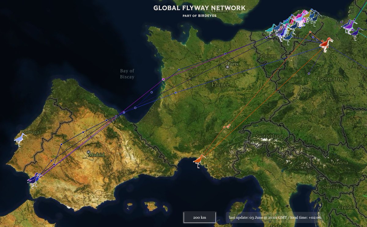 It is 3rd day of June, but for 1st black-tailed #godwits southward #migration has begun. We see flocks of 100s on mown grass in Friesland, birds with lost procreative opportunities, so fuelling up for #flights to SW Europe & beyond. Nicely visible on globalflywaynetwork.org/tracks/species… too.