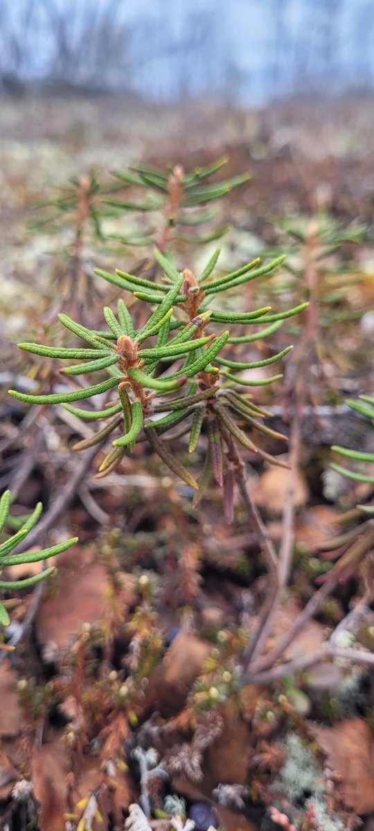 VVandvik's tweet image. Great team, and plants! #ProfLife #FieldFun