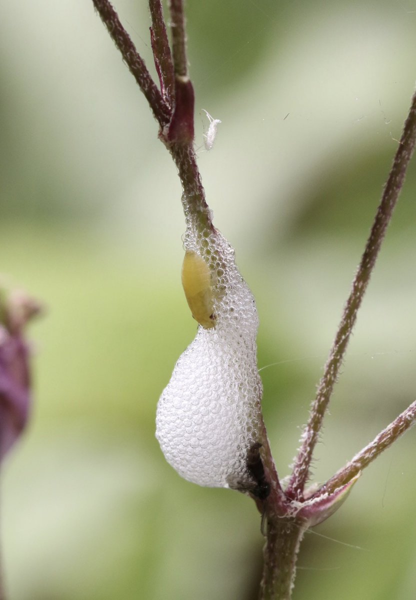 Froghopper nymph with cuckoo spit on Ragged Robin in my garden 29/05/23 @BritishBugs @Buzz_dont_tweet @BBCSpringwatch @StaffsWildlife #froghopper #Hemiptera