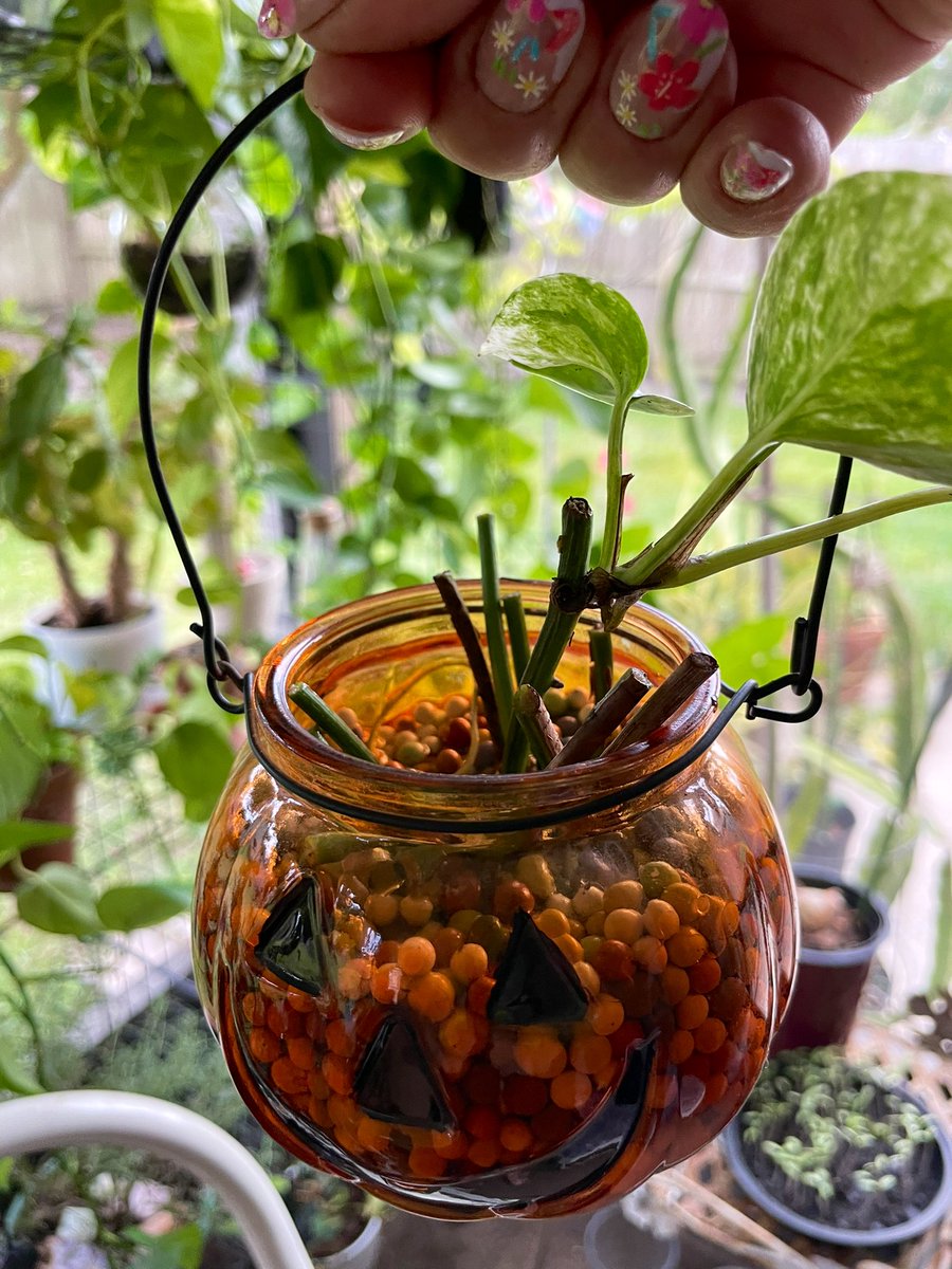 My latest thrifted propagation container. 🧡