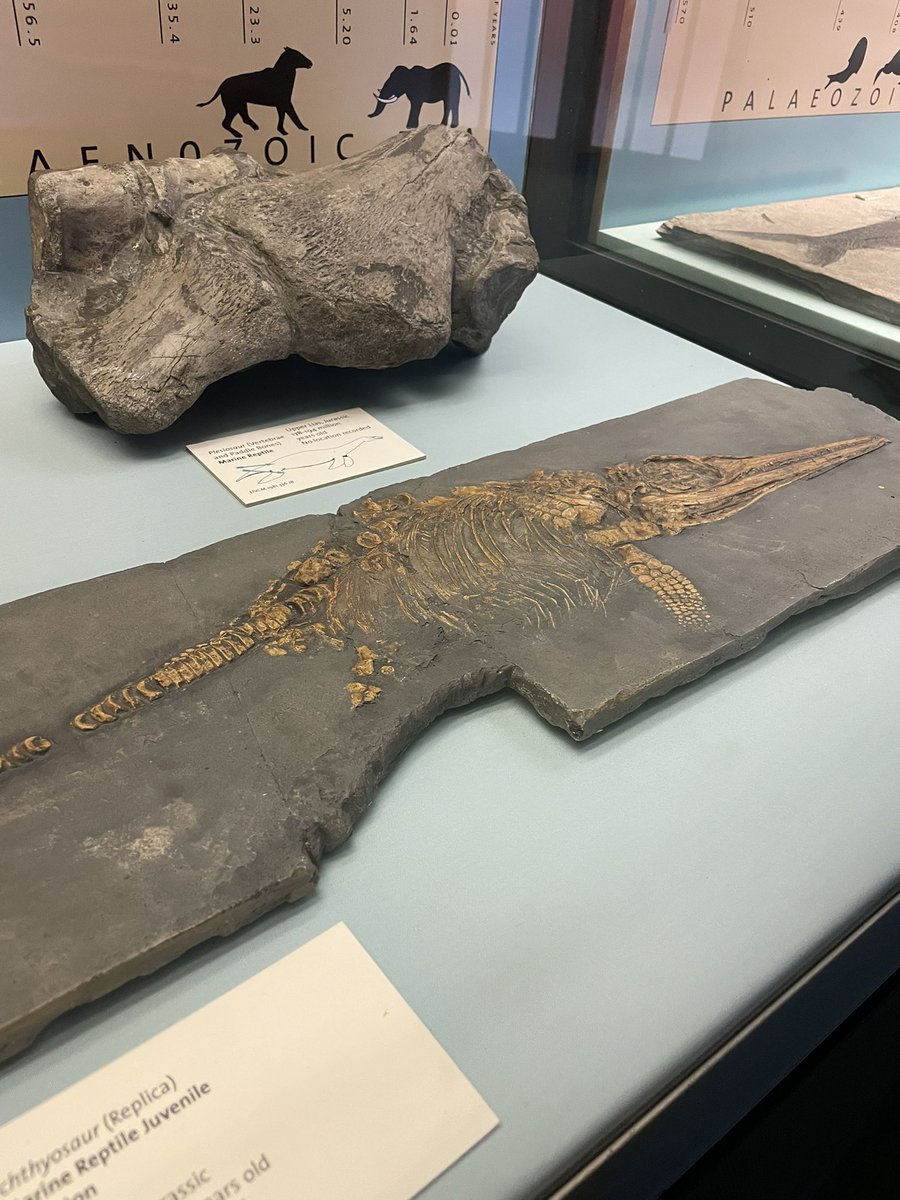 alexrosemcc's tweet image. Finally back home after a very fun few days in Liverpool at my first conference @ProgPal2023 ! Loved having the opportunity to talk to everyone about Scottish ichthyosaurs!