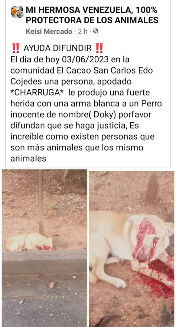 PerroUsuario Wof '•' tweet media