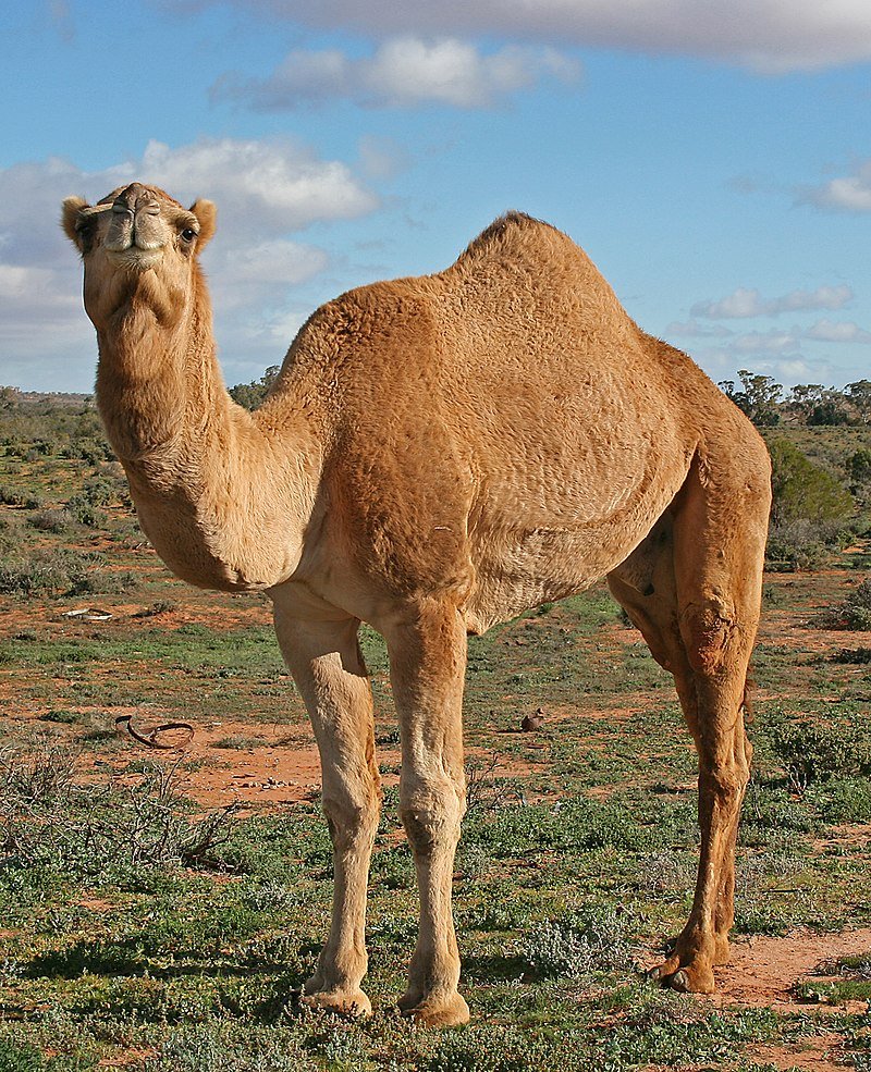 🟪 ANIMAL OF THE DAY: dromedary camel. Camelus dromedarius. a Herdy Hoofy Boi with a fatty hump on its back. it was domesticated probably 4k or so years ago and doesn't really Exist in the wild naturally anymore, except for Feral populations in, say, Australia. couldn't be me